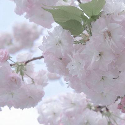 Furry绘画色彩灵感FurryQQ群